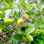 Eugenia buxifolia Bois de nèfles à petites feuilles Myrtaceae Endémique La Réunion 866.jpeg